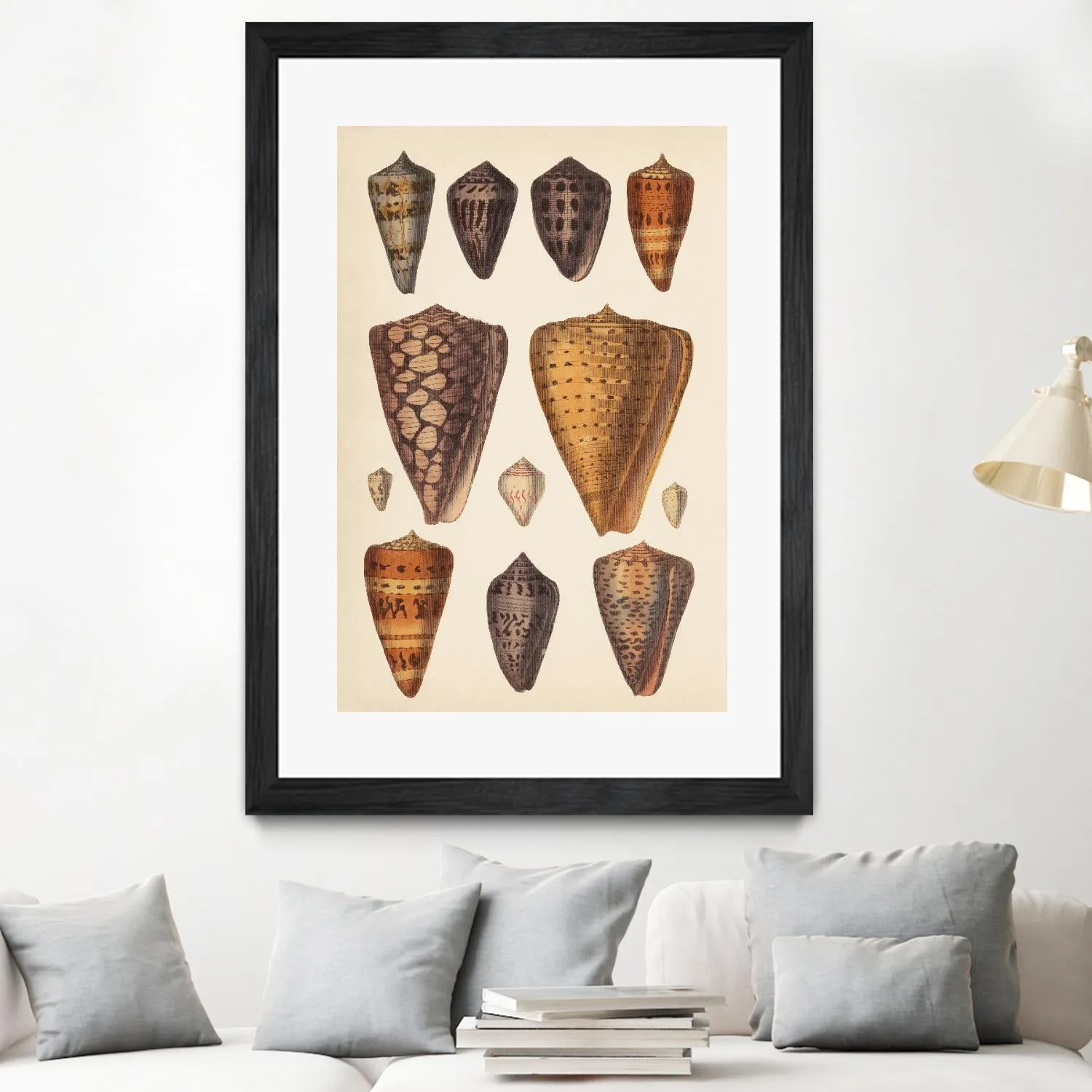 Antique Cone Shells I