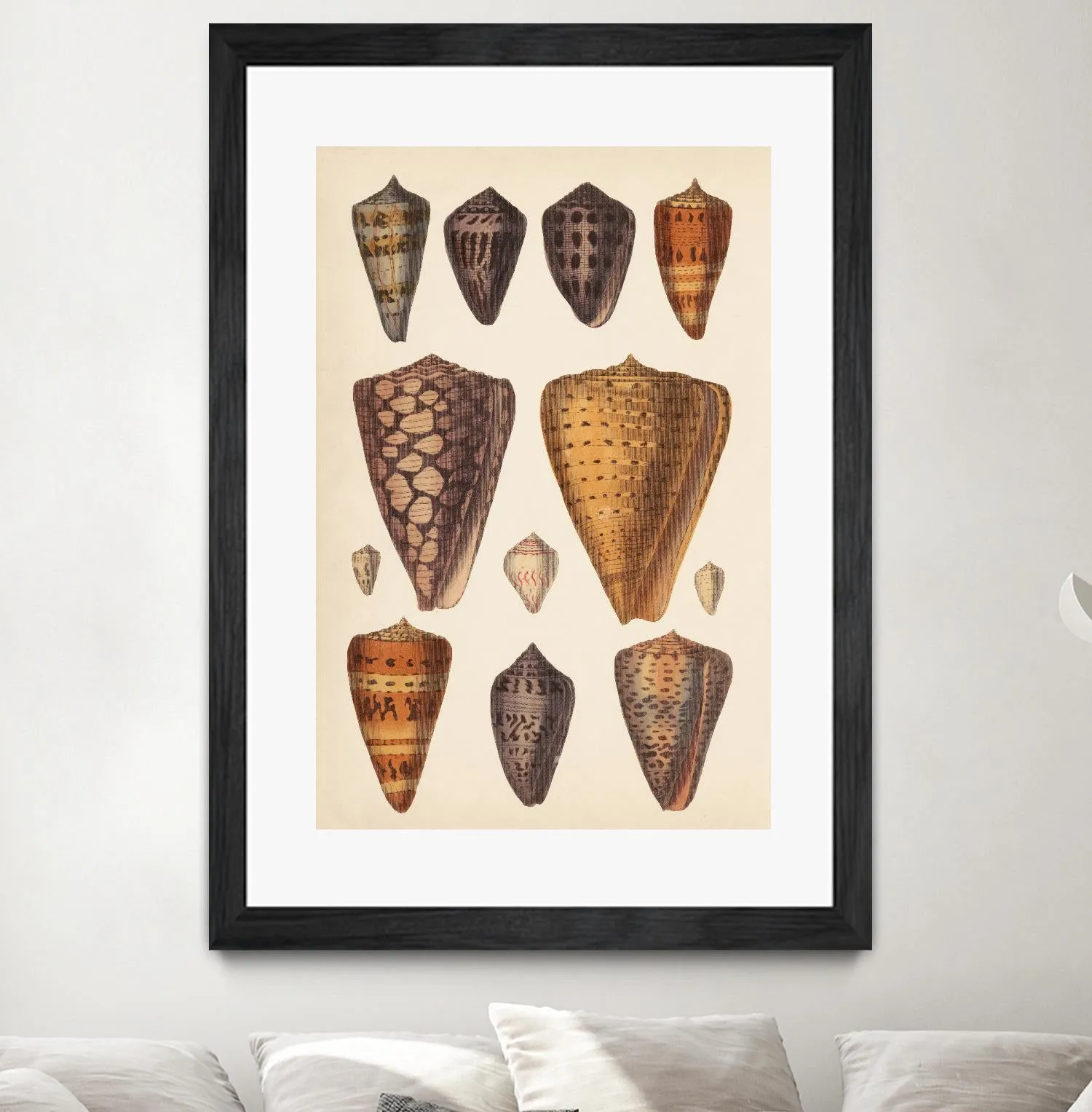 Antique Cone Shells I