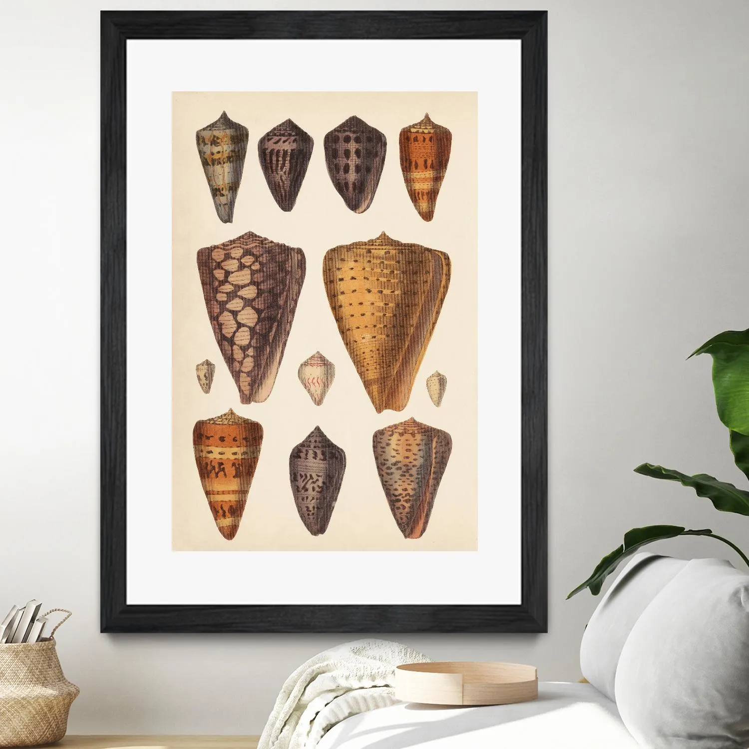 Antique Cone Shells I