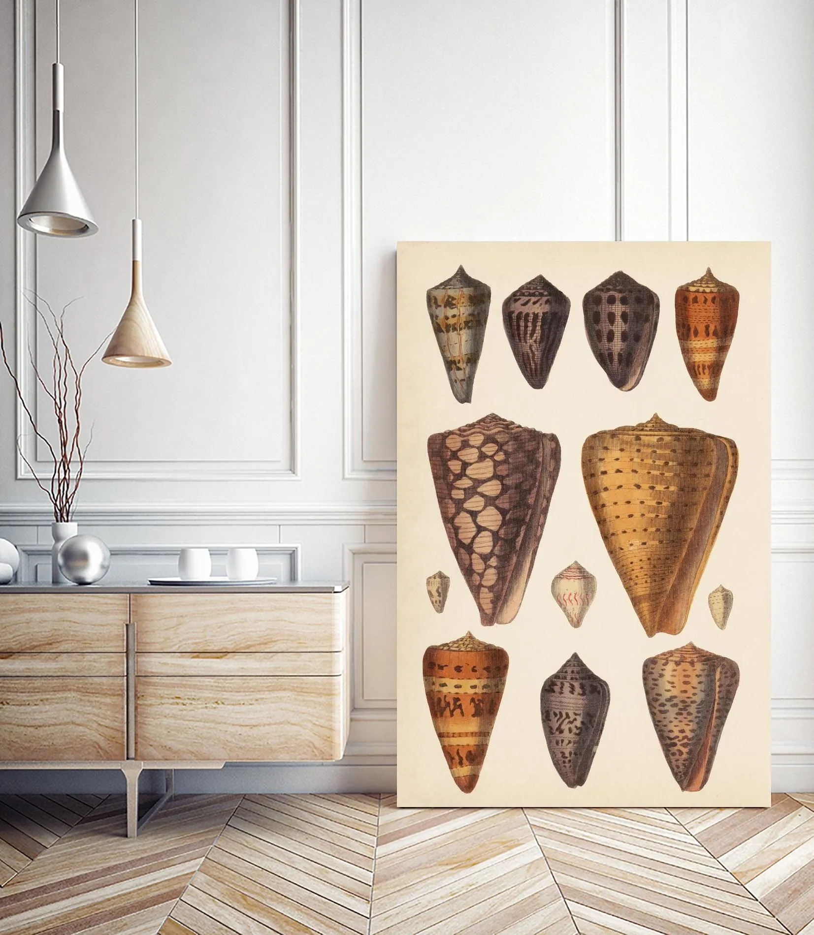 Antique Cone Shells I