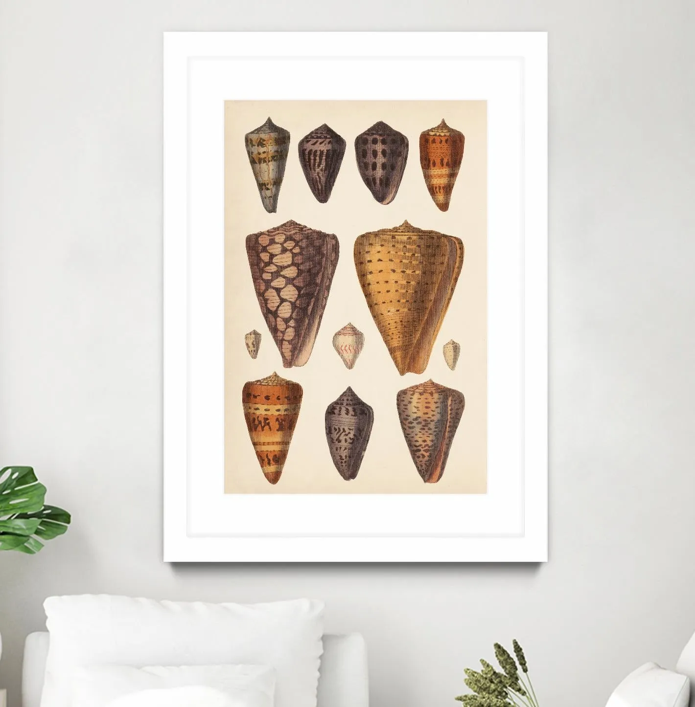 Antique Cone Shells I