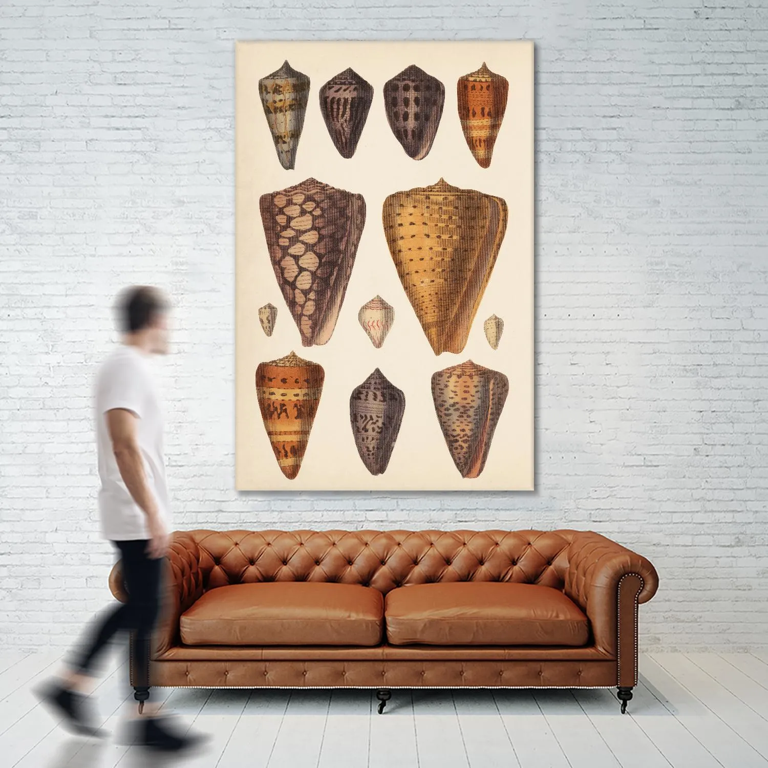 Antique Cone Shells I
