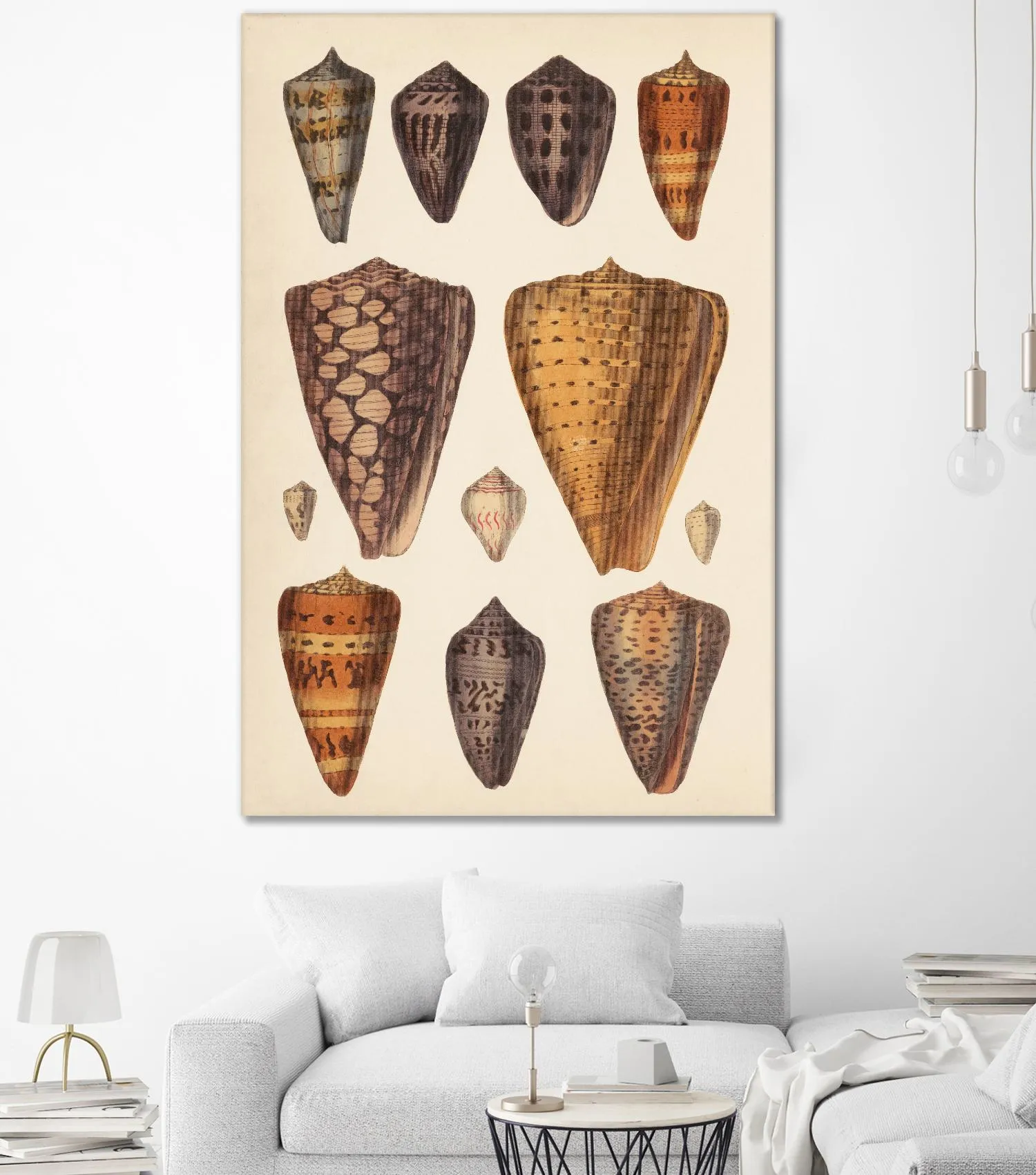 Antique Cone Shells I