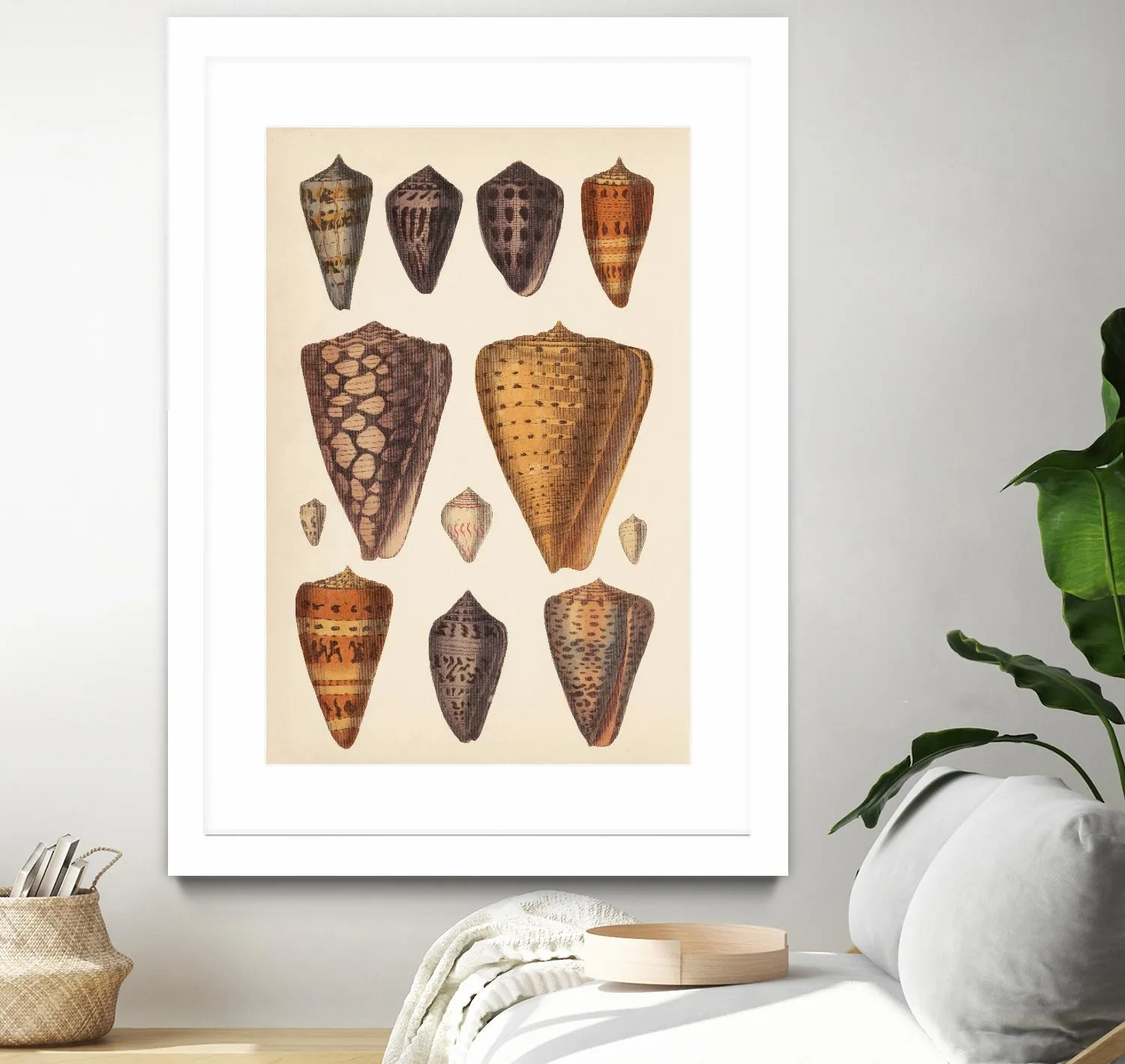 Antique Cone Shells I