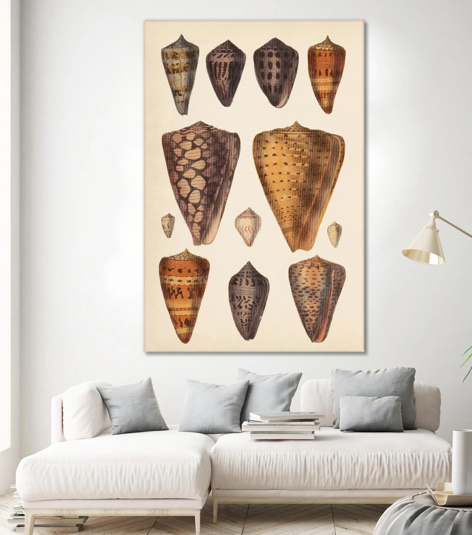 Antique Cone Shells I