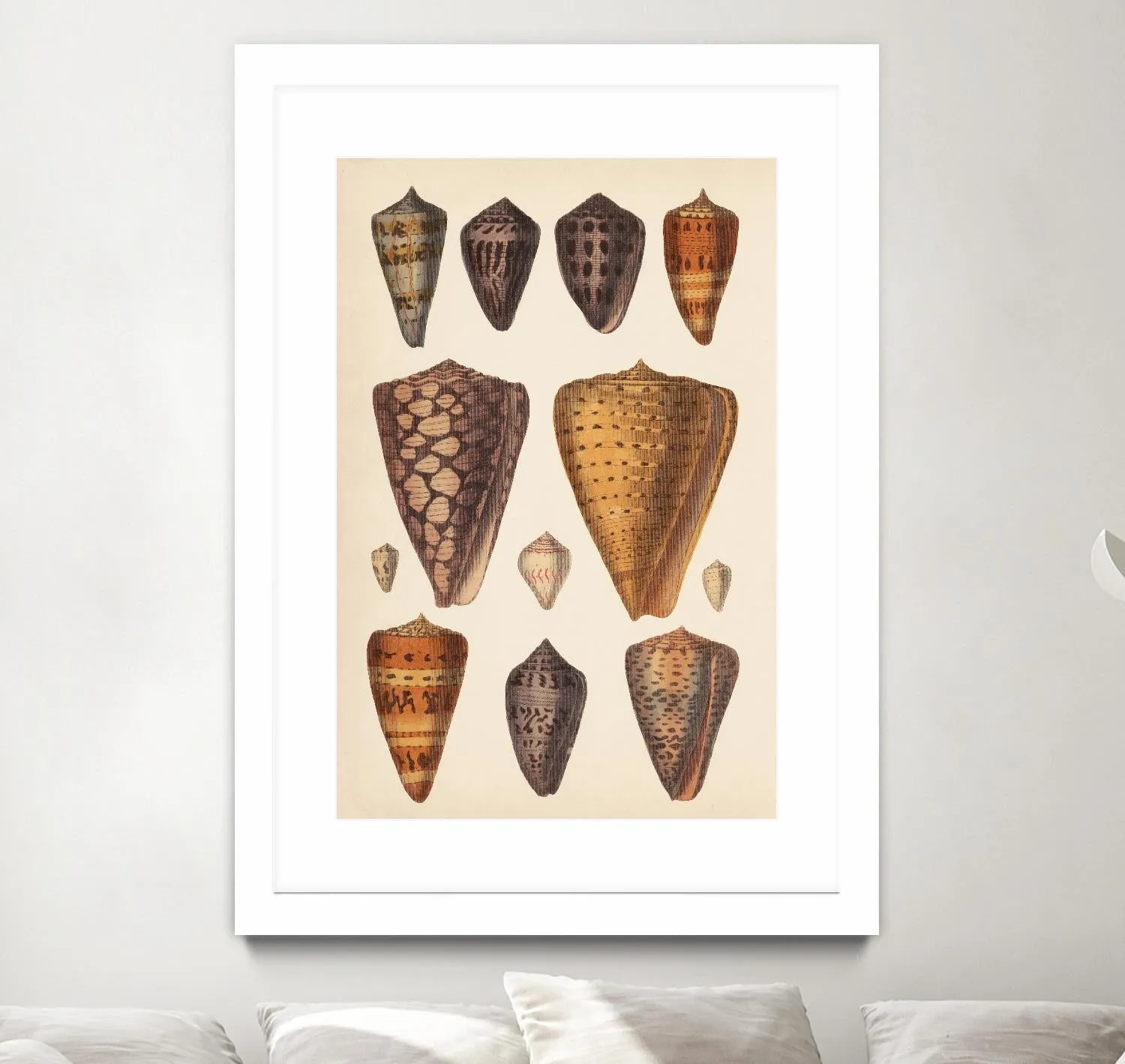 Antique Cone Shells I