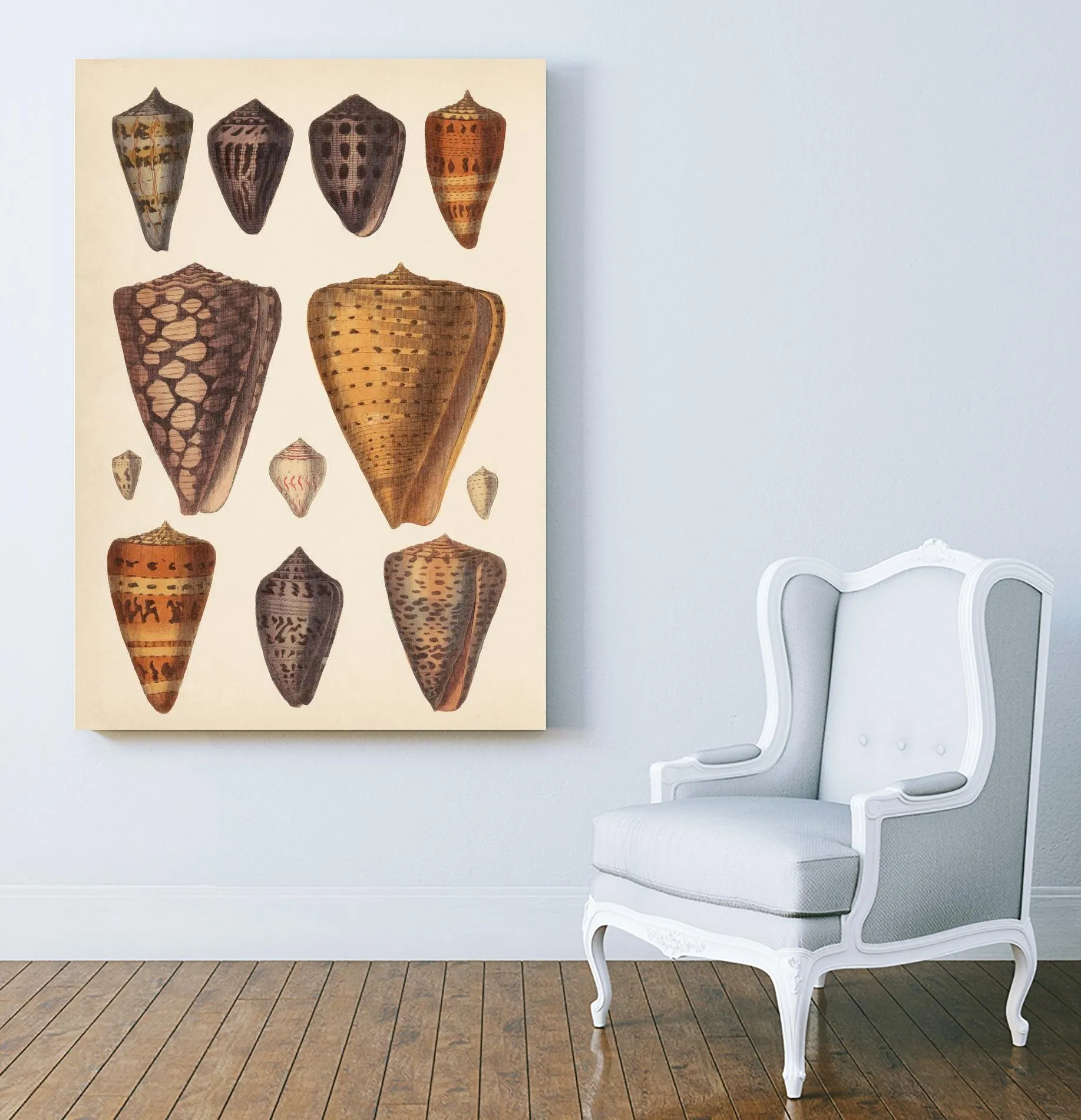 Antique Cone Shells I