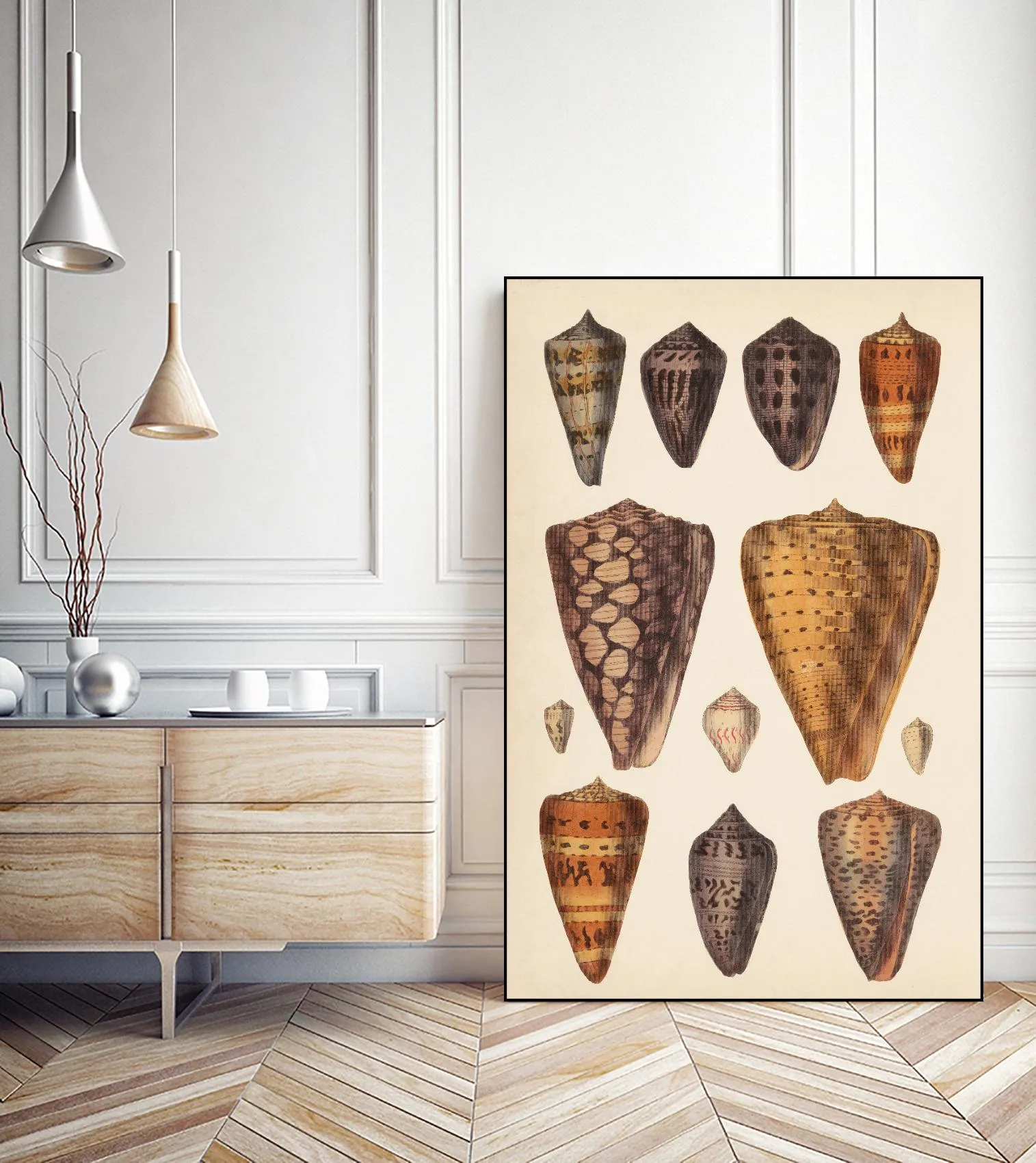 Antique Cone Shells I