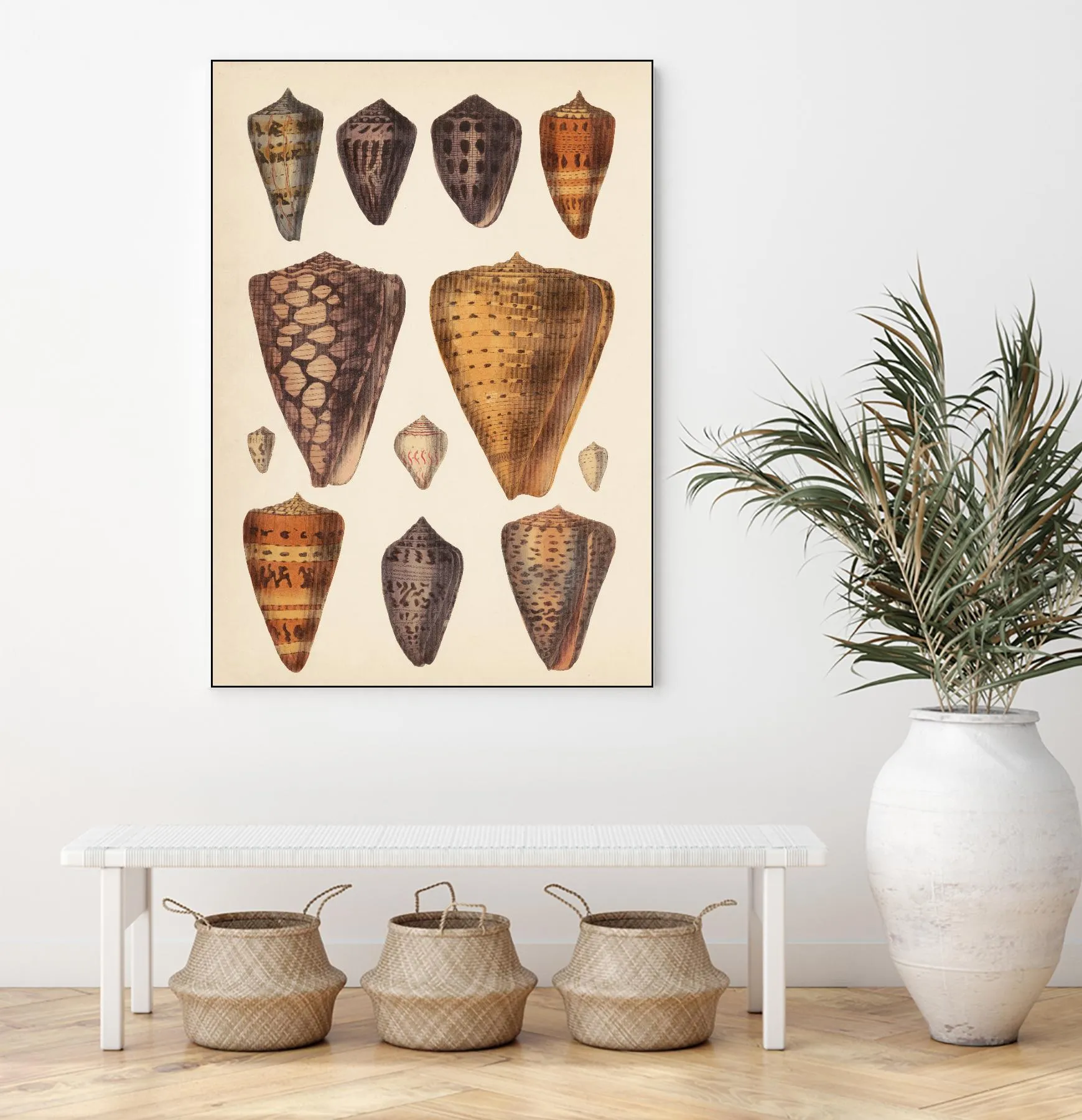 Antique Cone Shells I