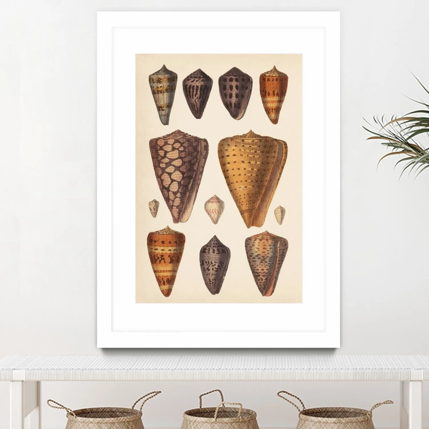 Antique Cone Shells I