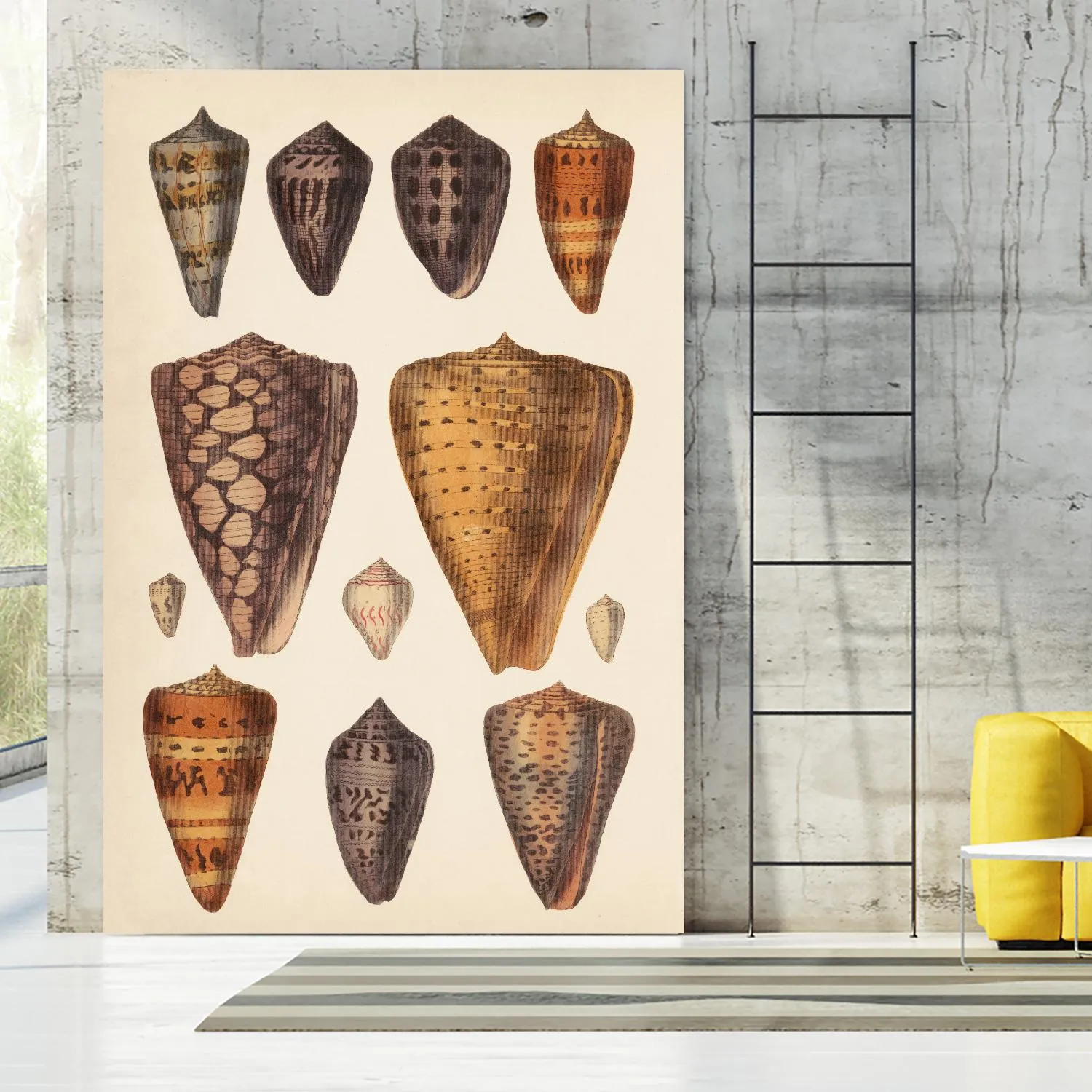 Antique Cone Shells I