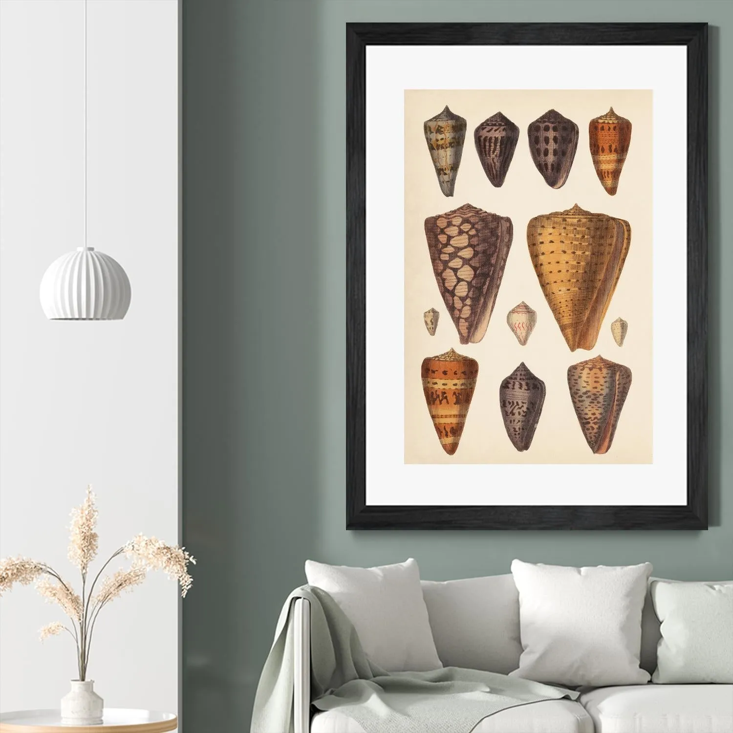 Antique Cone Shells I