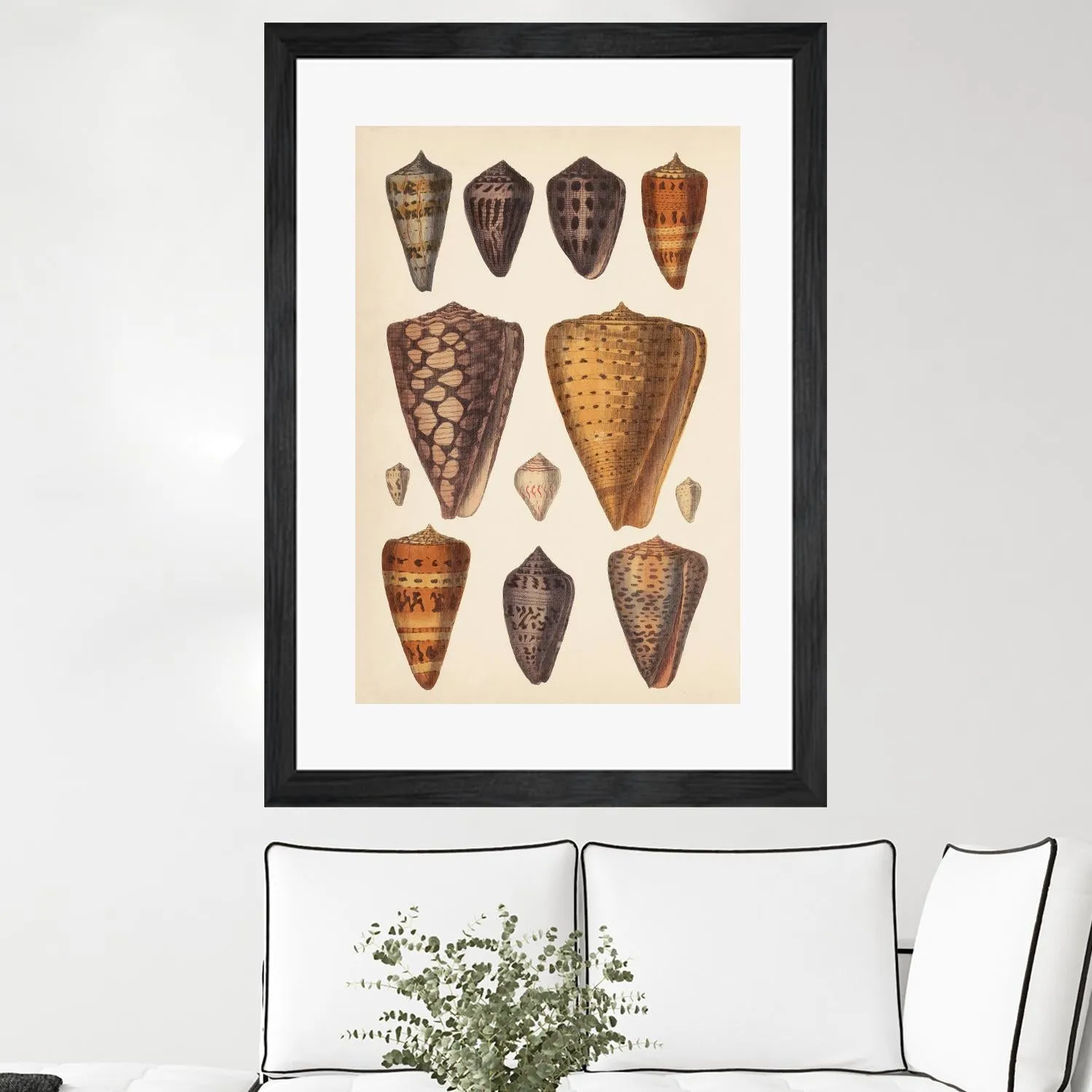 Antique Cone Shells I