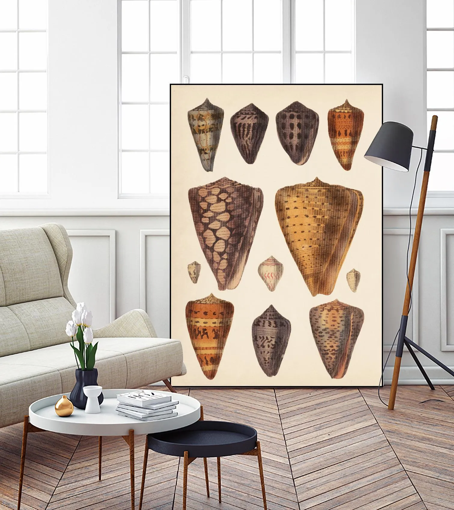 Antique Cone Shells I