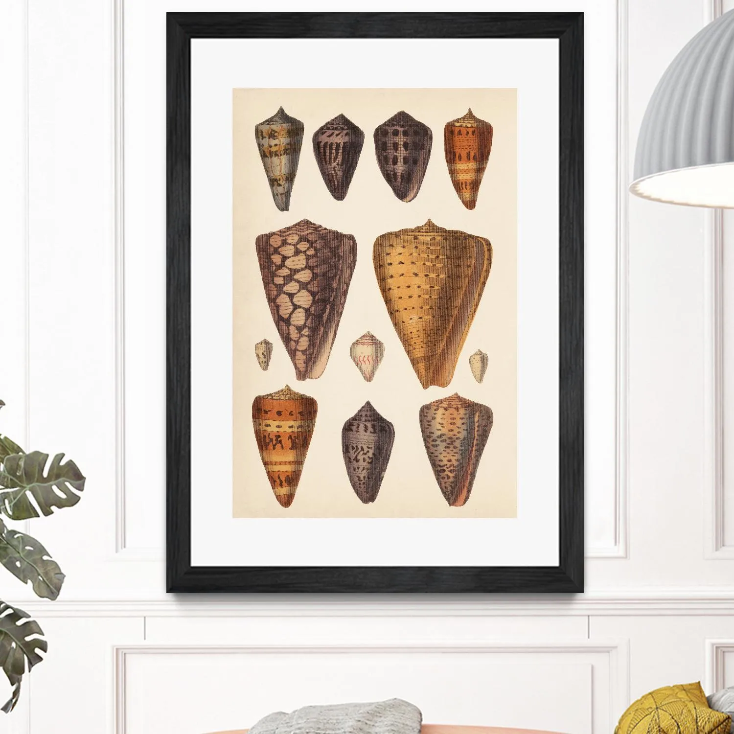 Antique Cone Shells I