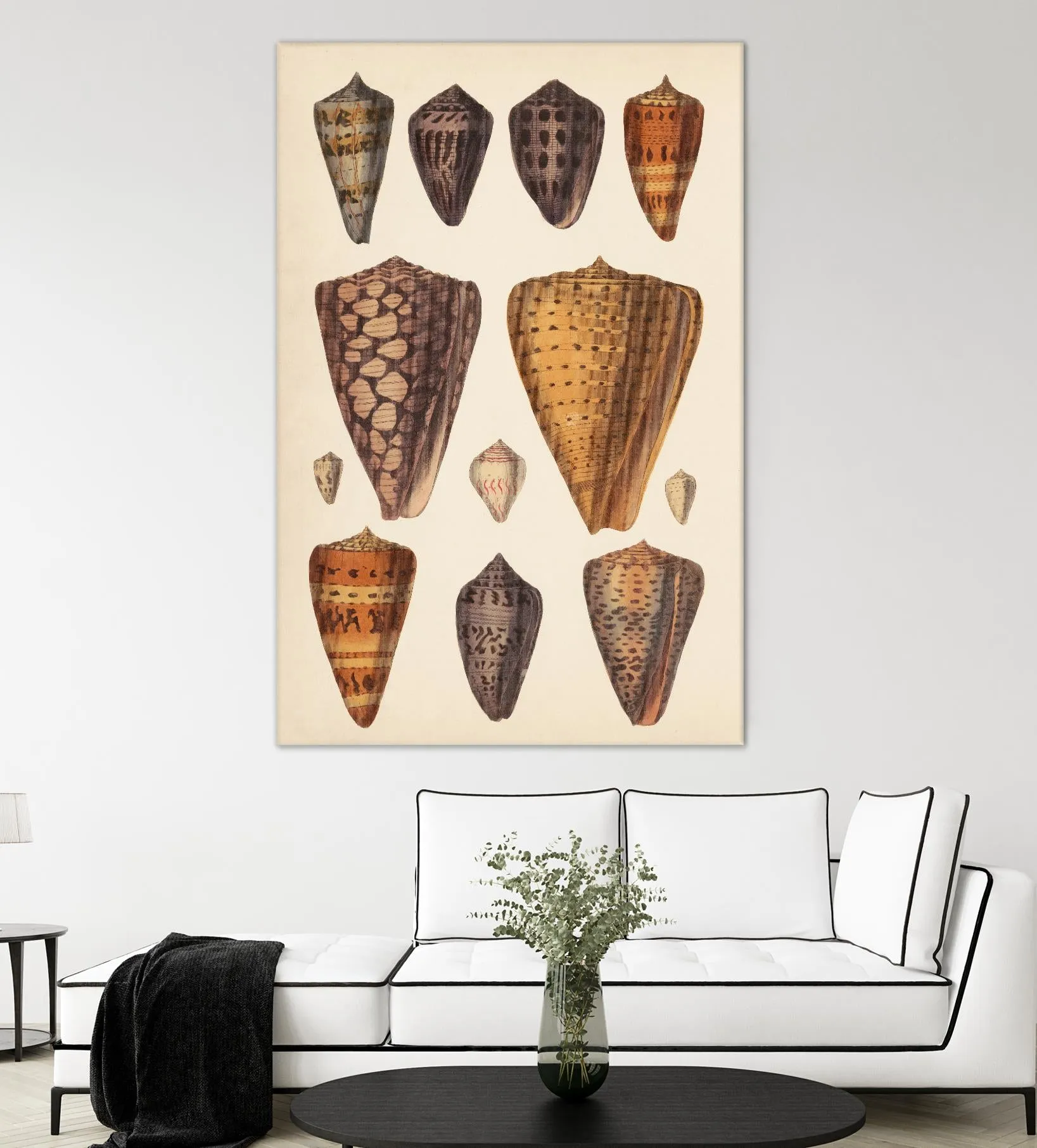 Antique Cone Shells I