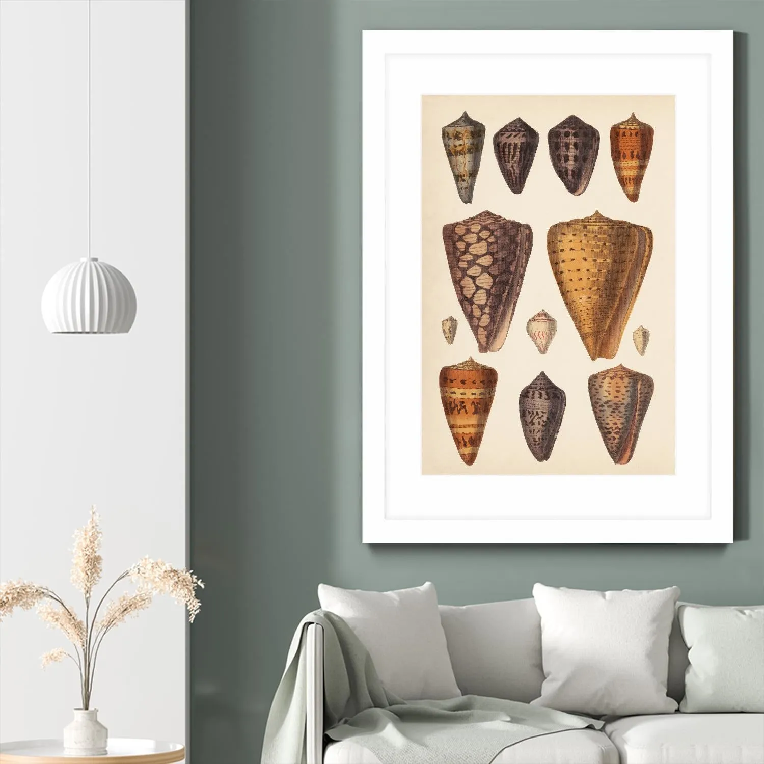 Antique Cone Shells I