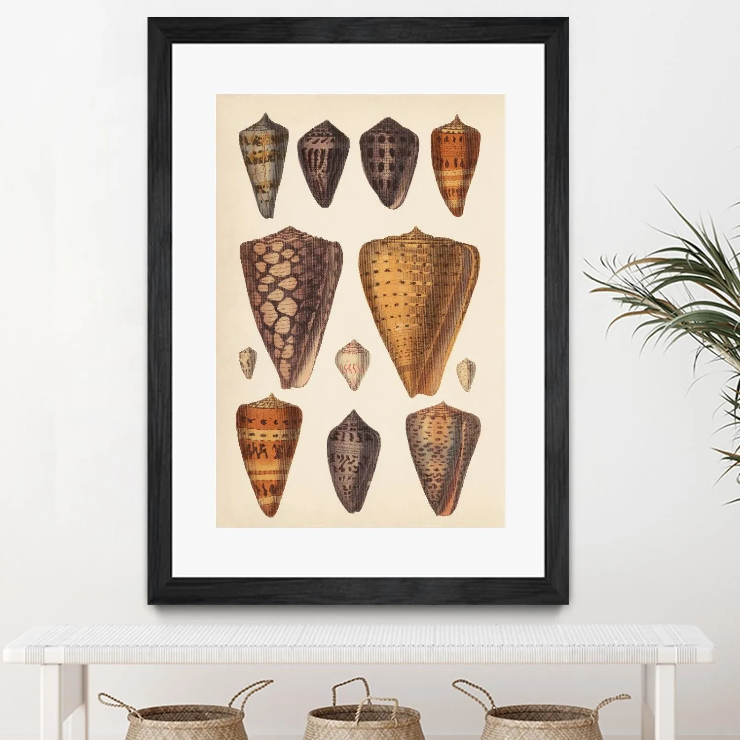 Antique Cone Shells I