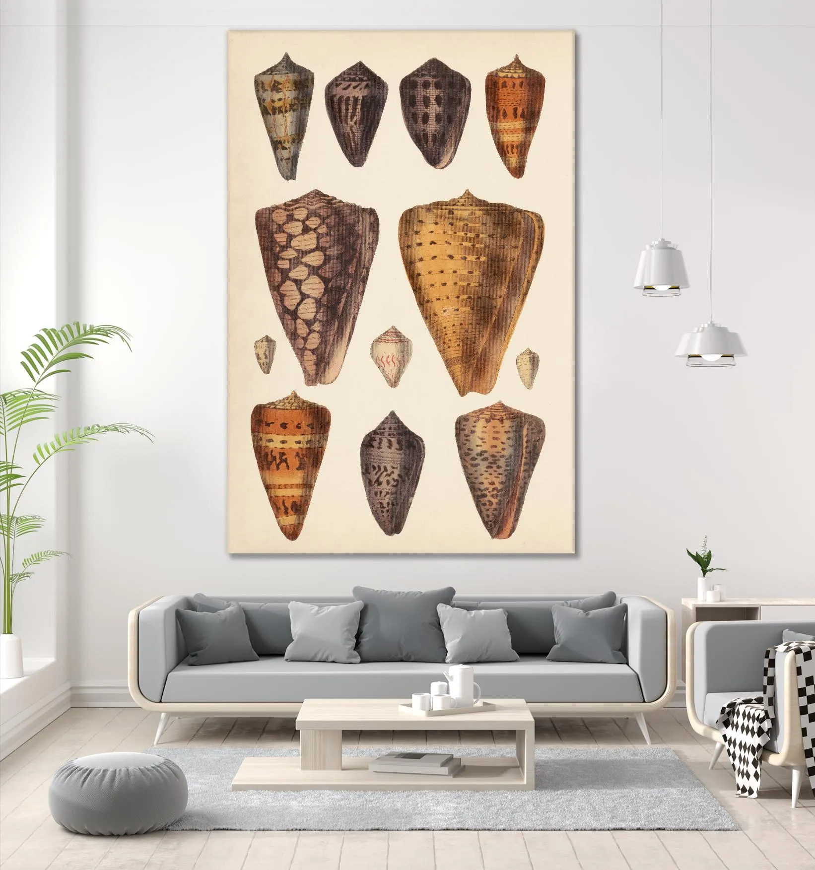 Antique Cone Shells I