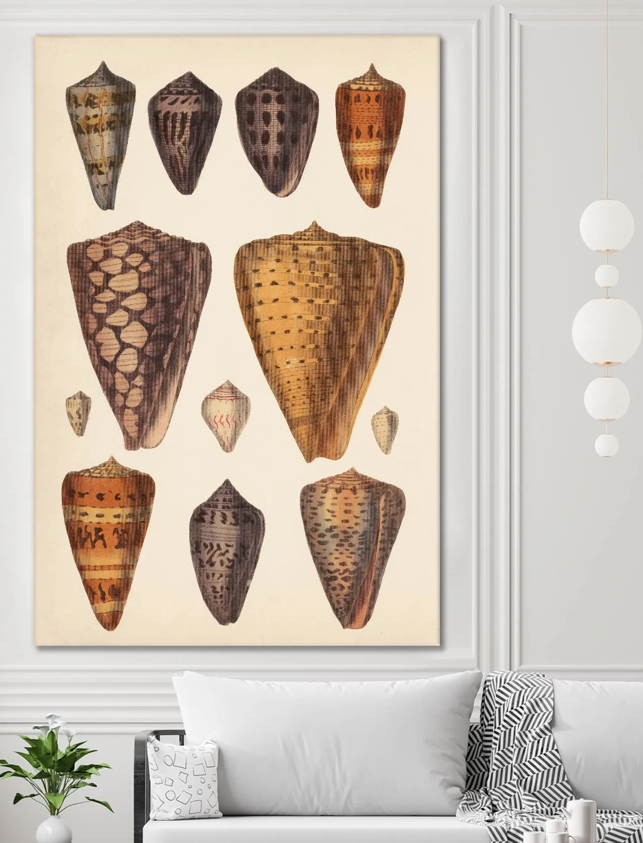Antique Cone Shells I