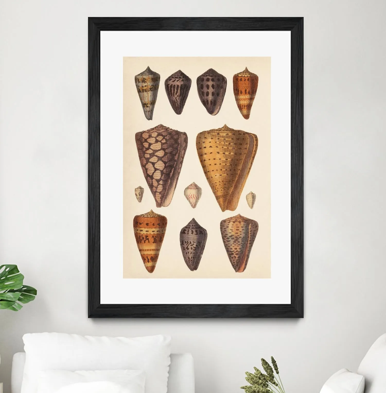 Antique Cone Shells I