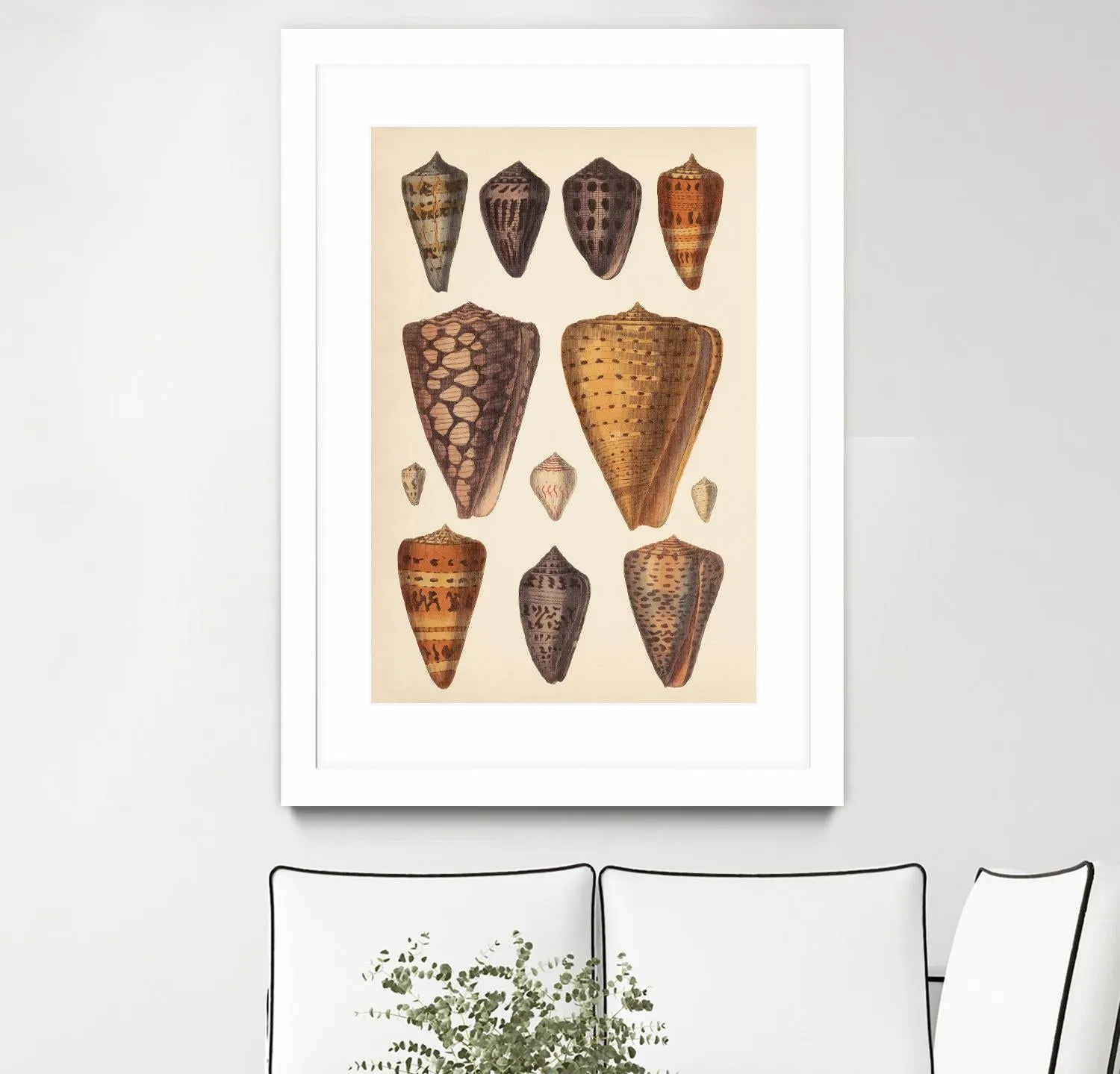 Antique Cone Shells I