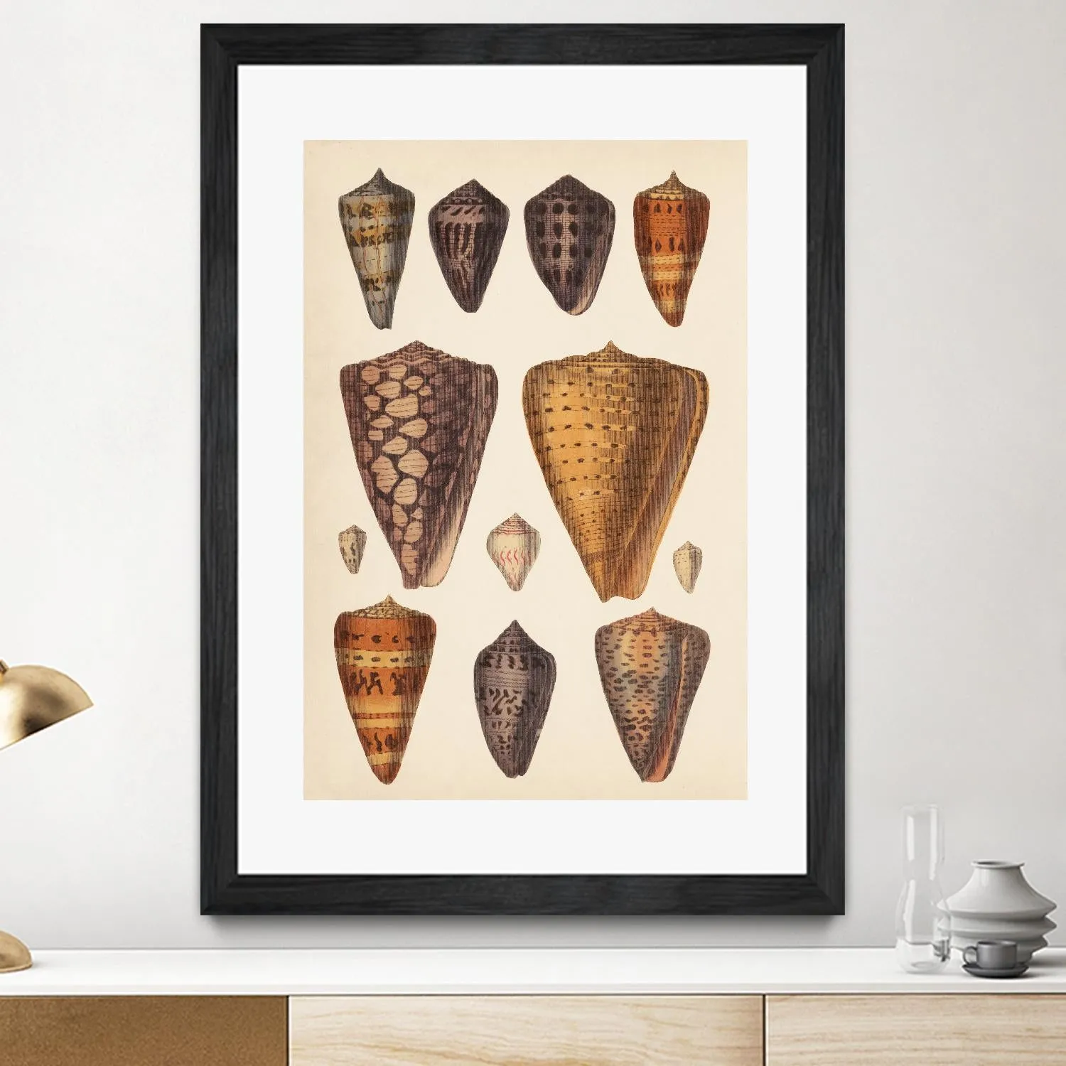 Antique Cone Shells I