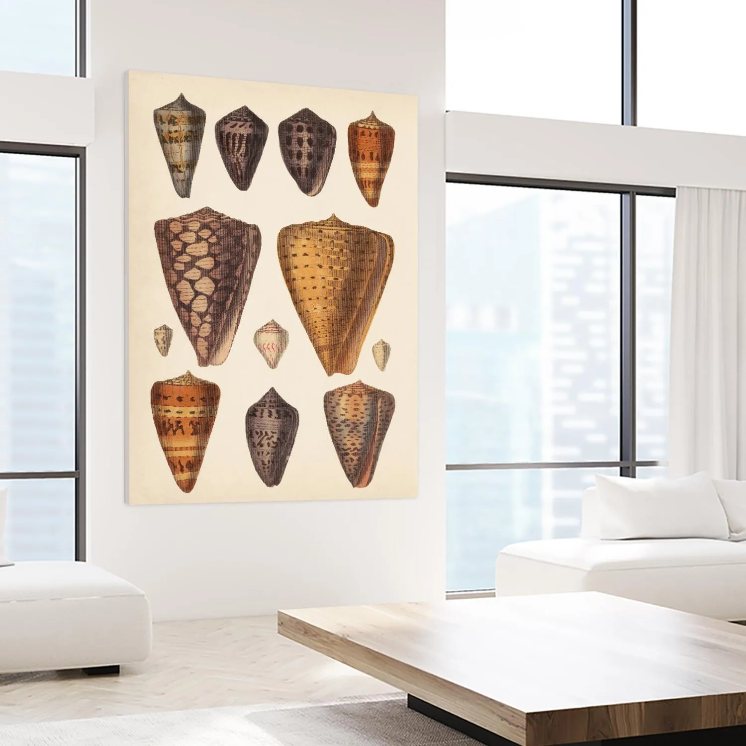 Antique Cone Shells I