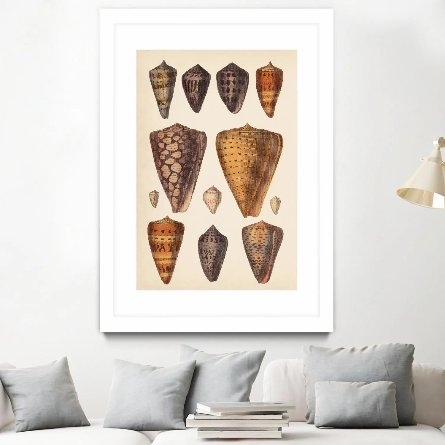 Antique Cone Shells I
