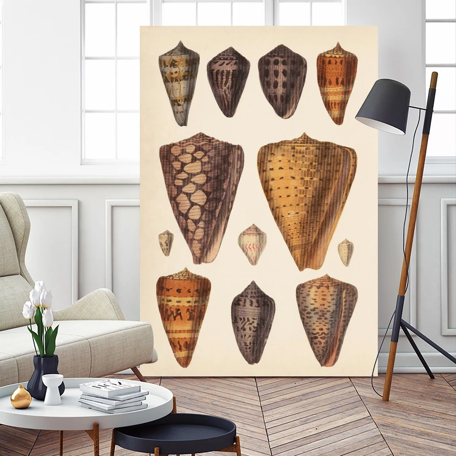 Antique Cone Shells I