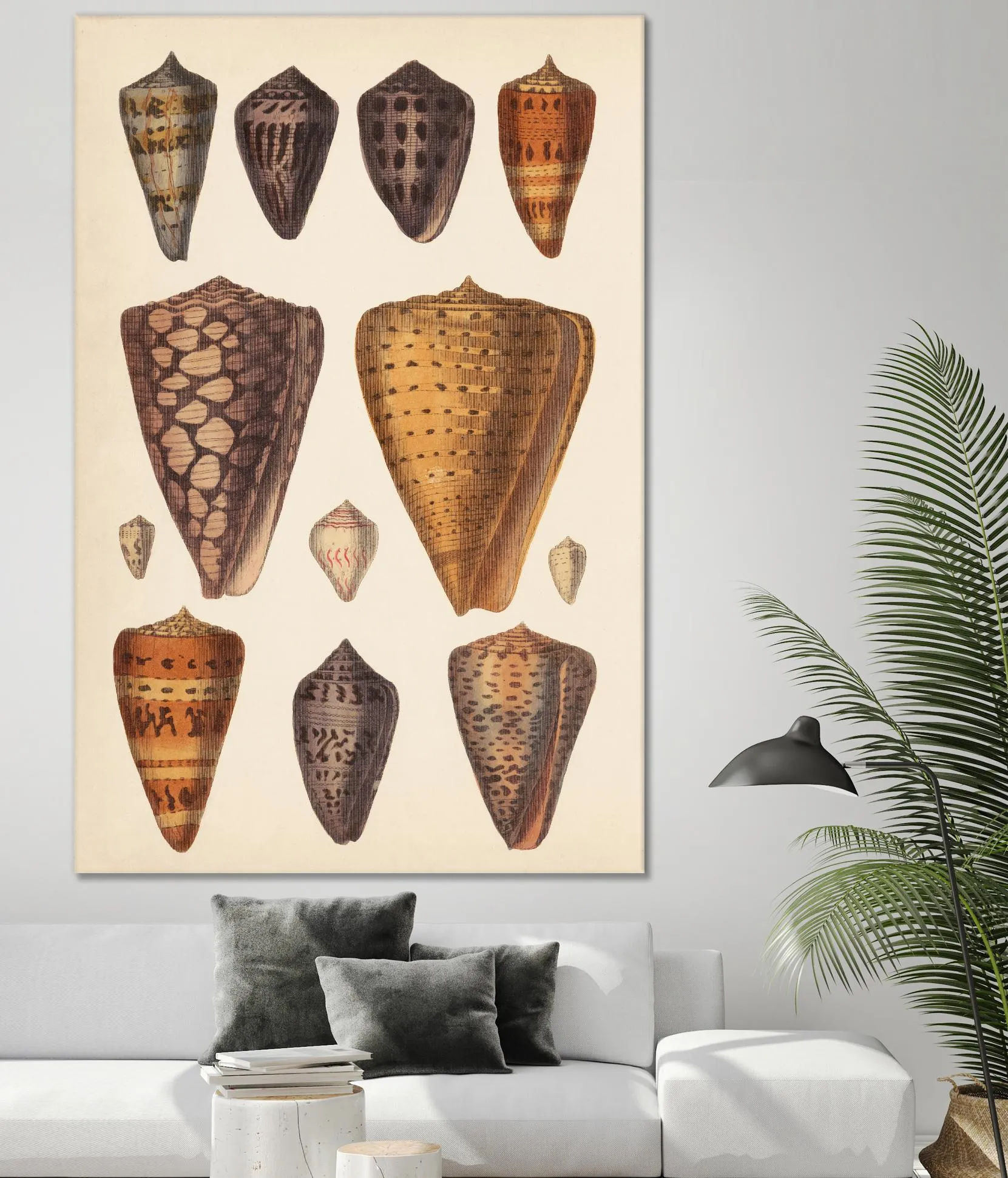 Antique Cone Shells I